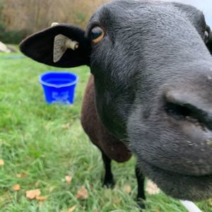 Meet your Posher, Dan